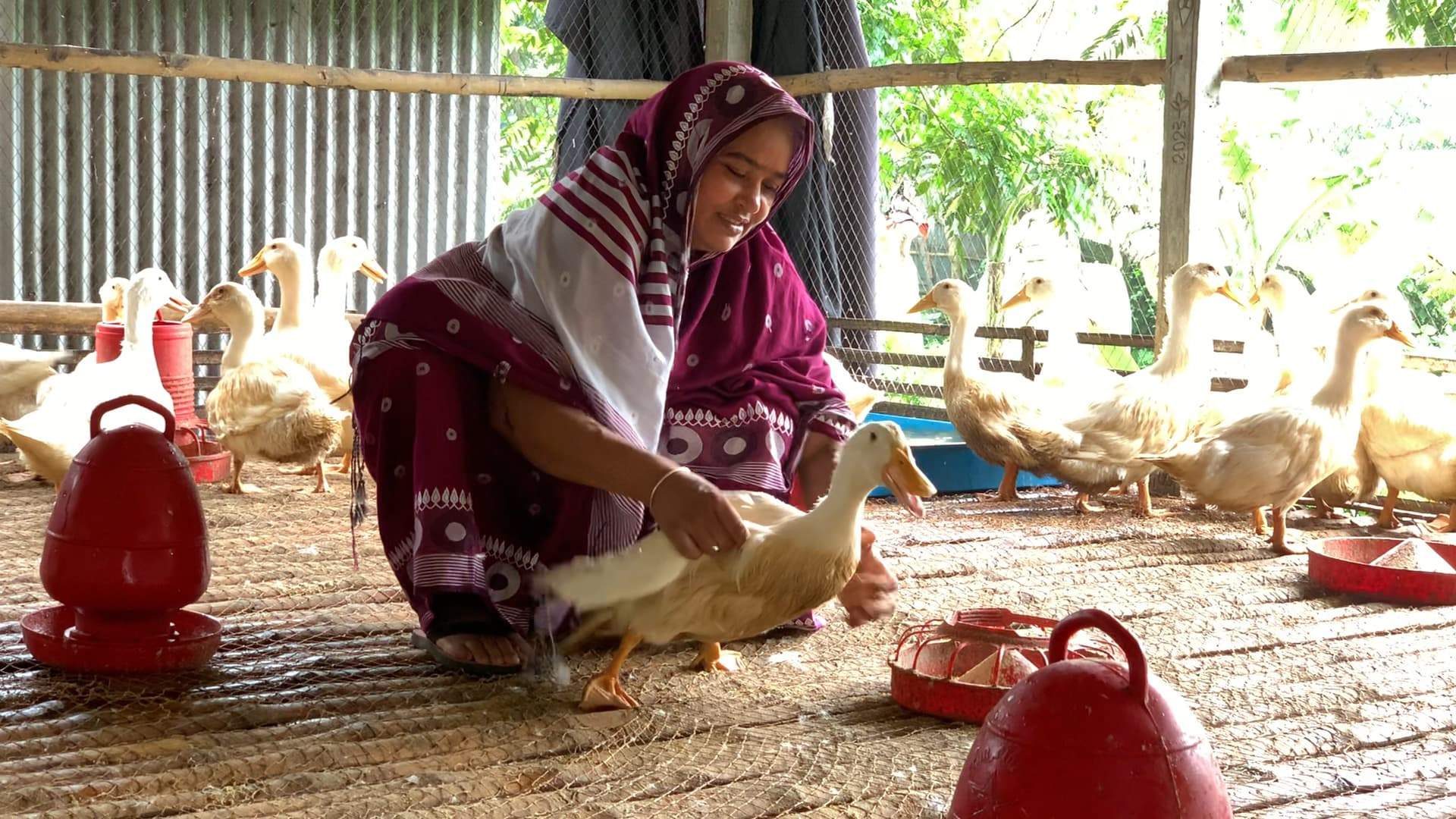 ফরিদপুর, উদ্যোক্তা, হাঁস পালন, কৃষি, খামার, নারী, সাফল্য, স্বনির্ভর, ব্যবসা