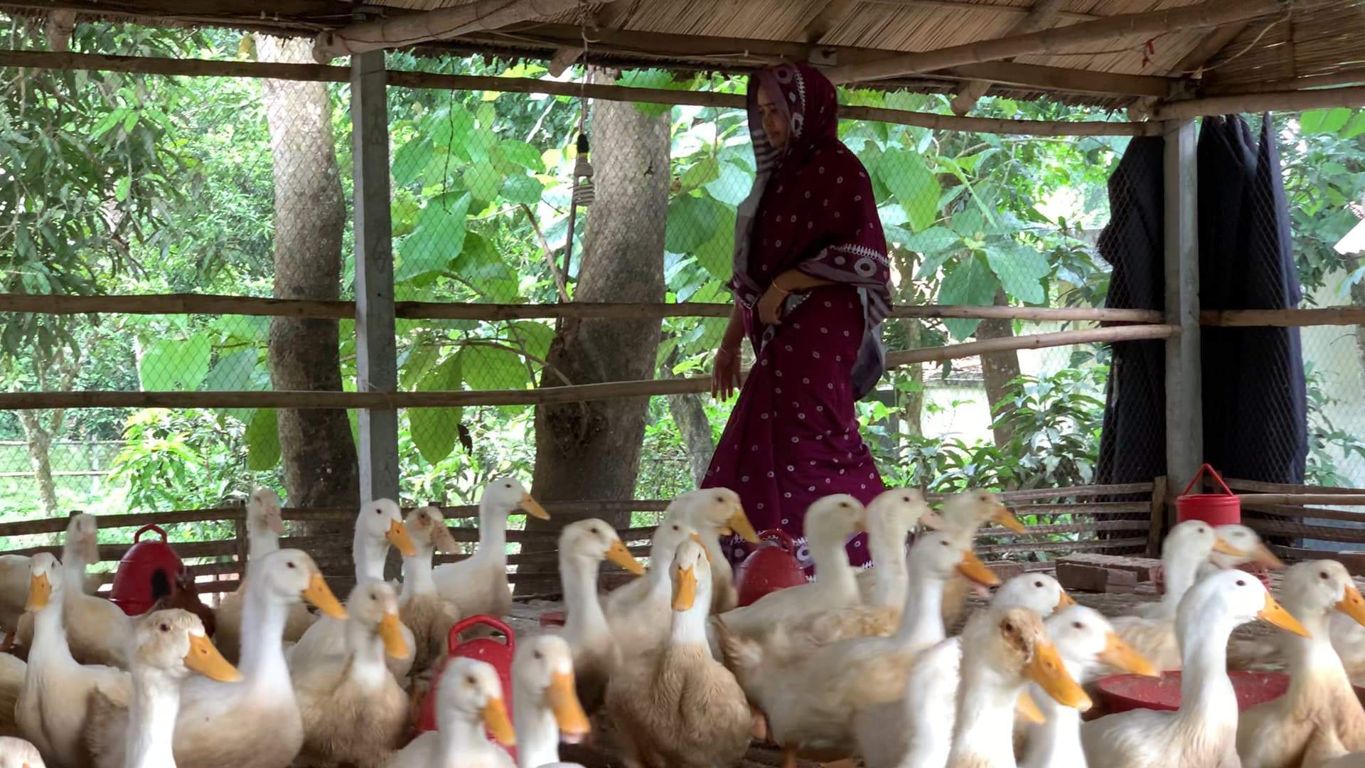 ফরিদপুর, উদ্যোক্তা, হাঁস পালন, কৃষি, খামার, নারী, সাফল্য, স্বনির্ভর, ব্যবসা